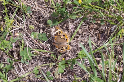 Buckeye Butterfly March 2020